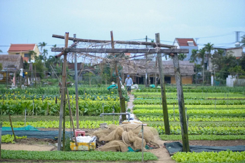 Hình ảnh tại Nuôi Trồng Đăng Hà 90 5